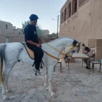 کشش نریون عرب مصری(فقط جهت کشش هست )فروشی نیست