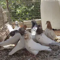ملقی کله برنجی