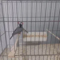 فنچ|پرنده|کهریزک, |دیوار