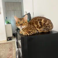 گربه بنگال