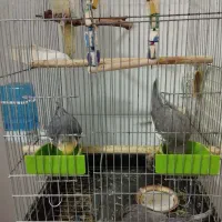 عروس هلندی