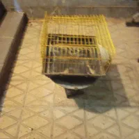 قفس  پرنده