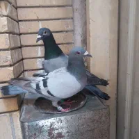 کفتر سبز المانی جفتی