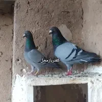سبز پلاکی