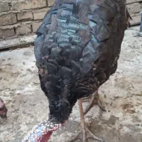 بوقلمون جوان
