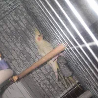 عروس هلندی نر تخفیفی