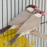 ۷ عدد فنچ نرگسی فروشی