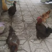 مرغ و خروس
