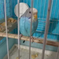 مرغ عشق ماده مولد