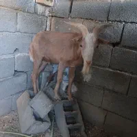 بز سانن