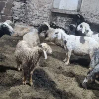 فروش بره