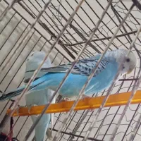 مرغ عشق|پرنده|گلبهار, شهر جدید گلبهار|دیوار