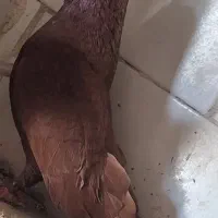صرب نر ودوکت پاپر