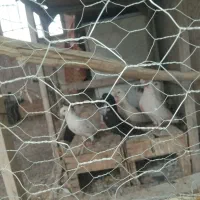 کفتر|پرنده|رزن, |دیوار