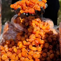 آلوچه طلایی درجه یک