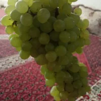 اجاره انگور