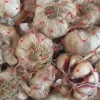 سیر طوری