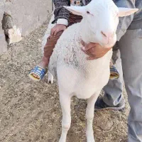 قوچ لاکن اصل
