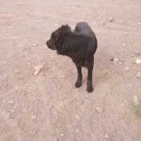 سگ ژرمن نر