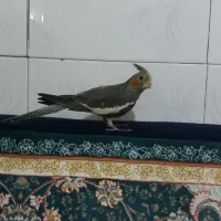 عروس هلندی