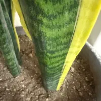 برگ انجیری و سانسوریا