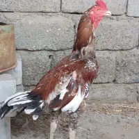 خروس لاری