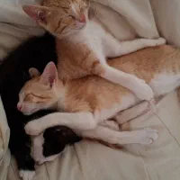 واگذاری بچه گربه ۳ماه