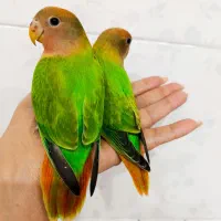 تعدادی بریزیلی خوشرنگ