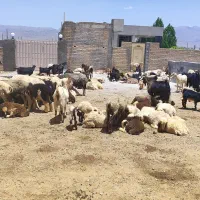 میش داشتی|حیوانات مزرعه|حسن آباد, |دیوار