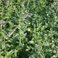 انواع سبزی خشک شده آماده