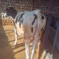 گوساله