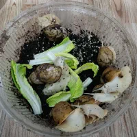 حلزون آلبینو نژاد پرورشی