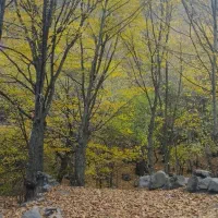 یک عدد گوشواره پیدا شده