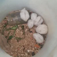 همستر ه موش کوچولو