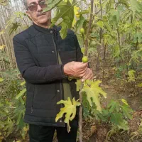 جشنواره فروش نهال