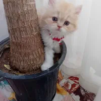 گربه اسکاتیش