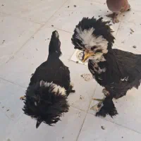 مرغ سلطان