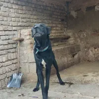 سگ سرابی