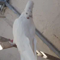 کبوتر ماده
