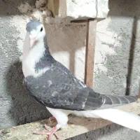 کفتر|پرنده|مشهد, موعود|دیوار