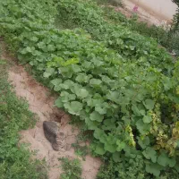مرغ خانگی