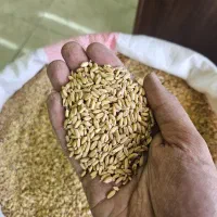 گندم /گندم دیم /گندم مرغی