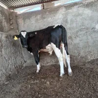 گوساله نر