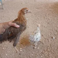 جوجه|حیوانات مزرعه|آران و بیدگل, |دیوار