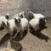 بره