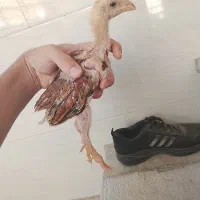 جوجه لاری