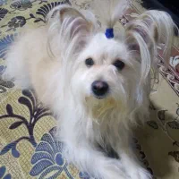 سگ آپارتمانی باادب و خوشگل ناز