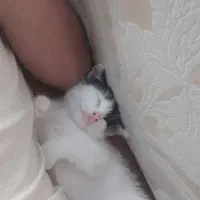 بچه گربهdsh سه ماهه نر