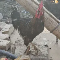 دوعدد خروس معاوضه با مرغ یا جوجه یا فروش
