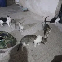 سر پرستی گربه